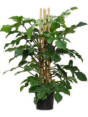 Филодендрон чешуеносный Сквамиферум Филодендрон чешуеносный Сквамиферум