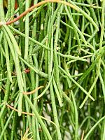 Рипсалис Мавританский ампельный H70 D20 см