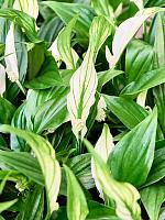 Спатифиллум Перл Купидо H20 D7 см