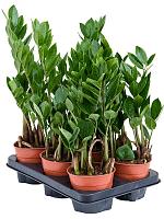 Замиокулькас замиелистный H35 D12 см