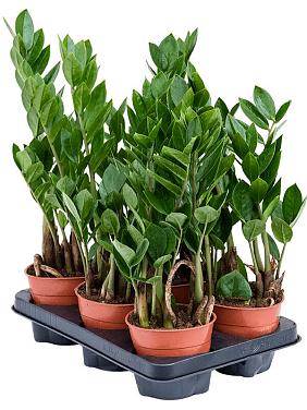 Замиокулькас замиелистный