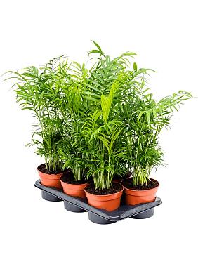 Хамедорея Элеганс изящная Хамедорея Элеганс изящная