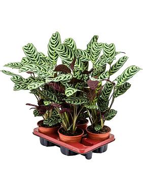 Ктенанта Бурле-Марксии Амабилис Ктенанта Бурле-Марксии Амабилис