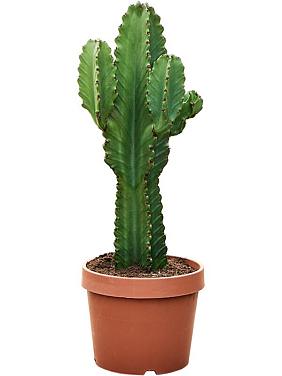 Молочай великий (Эуфорбия Ингенс) Молочай великий (Эуфорбия Ингенс)