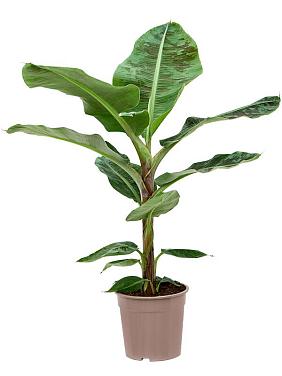 Банан карликовый Муса Кавендиш