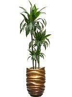 Драцена Фрагранс Джанет Крейг 3 ствола H150 D24 см