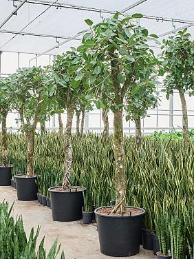 Фикус Бенгальский Одри