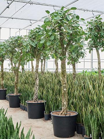 Фикус Бенгальский Одри