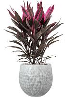 Кордилина Фрутикоза Танго H50 D19 см