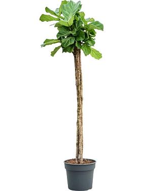 Фикус Лирата 3 ствола Фикус Лирата 3 ствола