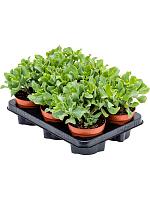 Крассула Керли Грин H20 D12 см Крассула Керли Грин H20 D12 см