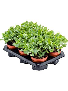 Крассула Керли Грин Крассула Керли Грин