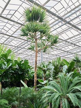 Панданус винтовой (Винтовая пальма)