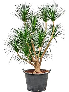 Драцена Драконовая (Драконово дерево) разветвленная Драцена Драконовая (Драконово дерево) разветвленная