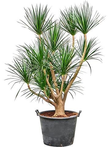 Драцена Драконовая (Драконово дерево) разветвленная