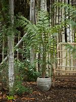 Папоротник искусственный W120 H150 см