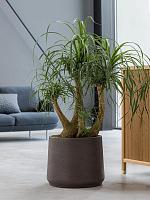 Нолина (Бокарнея отогнутая) разветвленная H100 D32 см