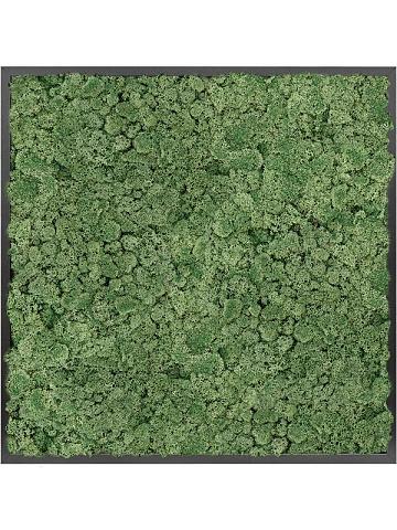 Картина из мха mdf ral 9005 satin gloss 100% reindeer moss (moss green) Картина из мха mdf ral 9005 satin gloss 100% reindeer moss (moss green)