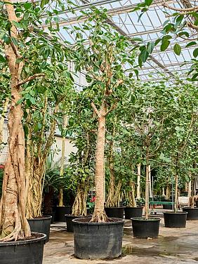 Фикус Альтиссимо