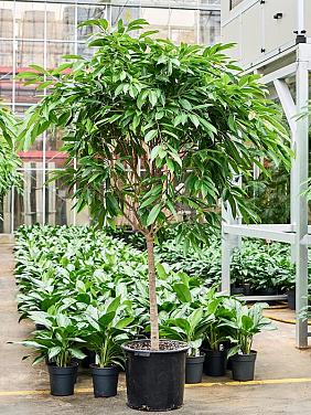 Фикус Бенедикта Амстел Кинг