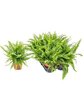 Нефролепис Грин Леди