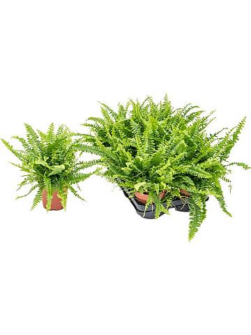 Нефролепис Грин Леди Нефролепис Грин Леди