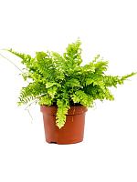 Нефролепис Бостон H30 D12 см