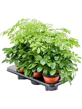 Шеффлера Нора Шеффлера Нора