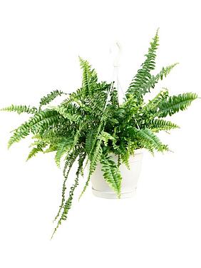 Нефролепис Грин Леди ампельный Нефролепис Грин Леди ампельный