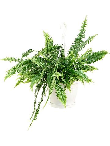 Нефролепис Грин Леди ампельный