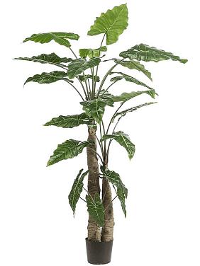 Алоказия искусственная Алоказия искусственная