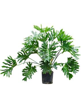 Филодендрон Селло