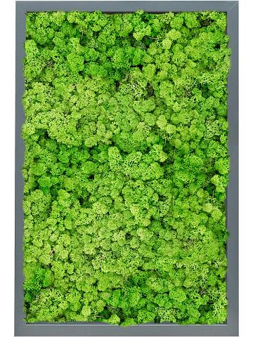 Картина из мха mdf ral 7016 satin gloss 100% reindeer (light grass green) Картина из мха mdf ral 7016 satin gloss 100% reindeer (light grass green)