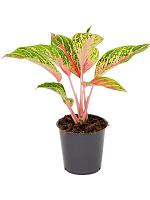 Аглаонема Кокомелон H35 D12 см