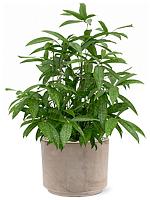 Драцена Суркулоза Годсефа H90 D21 см