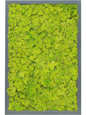 Картина из мха mdf ral 7016 satin gloss 100% reindeer moss (spring green) Картина из мха mdf ral 7016 satin gloss 100% reindeer moss (spring green)