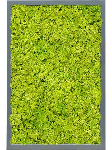 Картина из мха mdf ral 7016 satin gloss 100% reindeer moss (spring green) Картина из мха mdf ral 7016 satin gloss 100% reindeer moss (spring green)