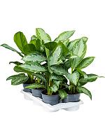 Аглаонема Сильвер Бей H55 D17 см