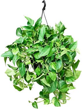 Эпипремнум Золотистый ампельный Эпипремнум Золотистый ампельный