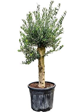 Оливковое дерево (Олива европейская)