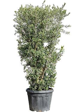 Оливковое дерево (Олива европейская)