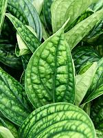 Эпипремнум Марбл Планет перистый H30 D12 см