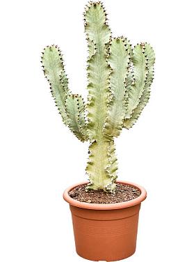 Молочай великий (Эуфорбия Мармората) Молочай великий (Эуфорбия Мармората)