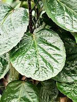 Полисциас Фабиан H80 D21 см