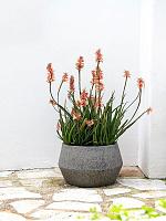 Кашпо Cement & stone harley low s, dioriet grey D36 H21 см