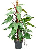 Филодендрон Ред Эмеральд на опоре H100 D21 см