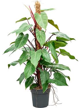 Филодендрон Ред Эмеральд на опоре Филодендрон Ред Эмеральд на опоре