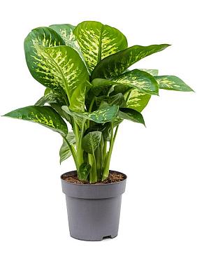 Диффенбахия Сегуина Реева Диффенбахия Сегуина Реева