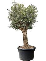Оливковое дерево (Олива европейская) H270 D78 см