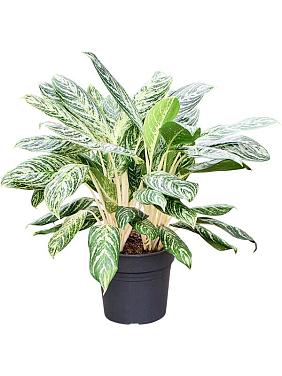 Аглаонема Мадонна Аглаонема Мадонна